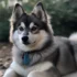 Pomsky puppy looks like a fox