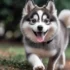 FAQs about Pomsky Pups for Sale
