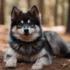 Pomsky, 4 Months old Trained