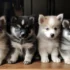 Unavoidable Problems you cannot avoid when you have a Pomsky