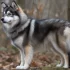Midwest Pomskies: The Ultimate Guide to This Adorable Designer Breed