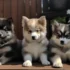 FAQs about How Big Do Pomskys Get