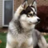 FAQs about Pomsky Mix