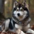 FAQs about White Pomski