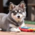 FAQs about Whats a Pomsky