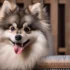 FAQs about Pomsky Grown