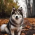 Beware of fake Pomsky toys – Tips on how to identify them