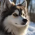 50 Unique Female Pomsky Dog Names to Suit Your Furry Friend’s Personality