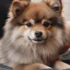 FAQs about Pomsky Mini