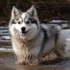 How Much Does A Pomsky Cost: Understanding The Price Range