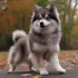 FAQs about A Picture of a Pomsky