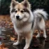 Find Your Perfect Pomsky Puppy: Tips for Adoption and Buying