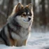 Pomsky Puppies For Sale In Massachusetts: Tips For Finding The Right Breeder