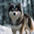 Where to Find Legitimate Pomskies: Tips for Responsible Buyers