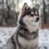 Pomsky Tan: Understanding The Appearance Of This Adorable Breed