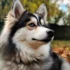 Pomsky Puppies Florida – Find Your Perfect Companion Today!