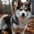 Brown Pomsky Puppies: Everything You Need to Know About this Adorable Breed
