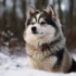Discover The Adorable Grown Up Pomsky: Size And Appearance Guide