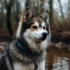 How To Train Your Pomsky: Tips And Tricks For A Well-Behaved Companion