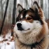 All You Need to Know About Pomskies: Size, Appearance, Temperament, and More