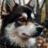 Pictures of Adorable Pomskies: A Guide to Understanding Their Size and Appearance