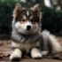 Adorable Pomsky Puppies for Sale in Louisiana