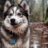 27 75 Pomski: Everything You Need to Know About This Adorable Pomsky Mix