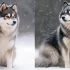 2nd Generation Pomskies For Sale Near Me