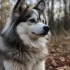 Crystal Pomsky Puppies: Your Guide to the Most Adorable and Affectionate Pomskies