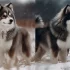 Who Sells Pomsky Puppies: A Guide to Finding a Reputable Breeder