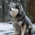 Apex Pomskies Australia: The Ultimate Guide to Pomsky Breeding Standards