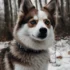 Pomsky kaufen: Finding the Right Breeder for Your New Pomsky Puppy