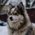 Pomsky Petfinder: Tips for Finding Your Perfect Pomsky Companion