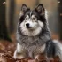 Red Pomsky Puppies: The Ultimate Guide to Health and Care