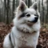 Pomsky Association of America: The Ultimate Resource for All Things Pomskies