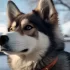 Everything You Need To Know About Pomsky Breeds