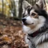 Pomsky Puppies for Sale in Ireland: Find Your Perfect Companion