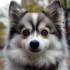 Find Your Perfect Pomsky in NYC: Tips for Finding the Right Breeder