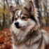 Pomsky Breeders in San Diego: Finding Your Perfect Pomsky Companion
