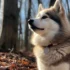 Pet Pomsky: The Ultimate Guide to Understanding This Adorable Breed