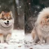 Pomsky Weight by Age: A Guide to Understanding Your Pomsky’s Growth