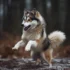 All You Need To Know About Pomskies