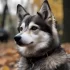 Firefly Pomskies: Everything You Need to Know about this Adorable Pomsky Mix
