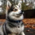 Pomsky Puppies in Oklahoma: Where to Find Them and How to Choose the Right Breeder