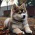 Pomsky Puppies in NYC: Where to Find Them