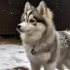 Pomsky Puppies for Sale in Phoenix: Where to Find the Perfect Pomsky Companion