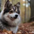 Discover the Adorable Pomsky Puppies in Southern California