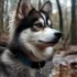 Pomsky Puppies for Sale in Colorado Springs
