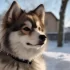 Avoid Scam Pomsky Purchases on eBay