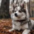 Pomsky NY: Finding the Right Breeder for Your Pomsky Puppy